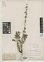 Artemisia cooleyae Rydb.