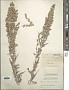 Artemisia diversifolia Rydb.
