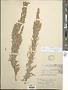 Artemisia diversifolia Rydb.