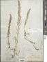 Artemisia diversifolia Rydb.