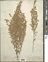 Artemisia frigida Willd.