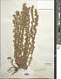 Artemisia frigida Willd.