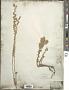 Artemisia frigida Willd.