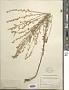 Artemisia frigida Willd.