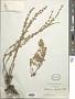 Artemisia frigida Willd.