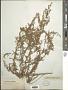 Artemisia glauca Pall. ex Willd.