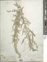 Artemisia gnaphaloides Nutt.