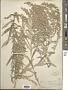 Artemisia gnaphaloides Nutt.