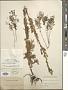 Artemisia macrobotrys