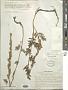 Artemisia macrobotrys