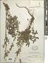 Artemisia macrobotrys