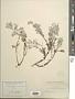 Artemisia maritima