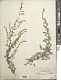 Artemisia nutans Willd.