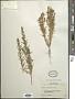 Artemisia pectinata Pall.