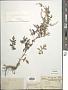 Artemisia roxburghiana Besser