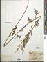 Artemisia roxburghiana Besser