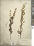 Artemisia sacrorum Ledeb.