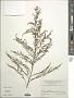 Artemisia scoparia Waldst. & Kit.