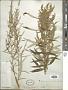 Artemisia serrata Nutt.
