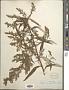Artemisia serrata Nutt.