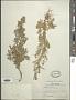 Artemisia sieversiana Willd.