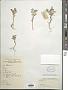 Artemisia sp.