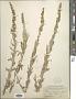 Artemisia sp.