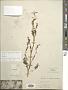 Artemisia sp.