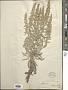 Artemisia sp.