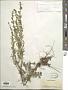 Artemisia sp.