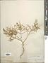 Artemisia sp.