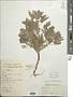 Artemisia sp.