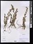 Artemisia sp.