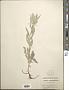 Artemisia sp.