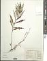 Artemisia sp.