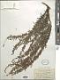 Artemisia sp.