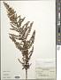 Artemisia sp.