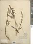 Artemisia sp.
