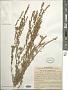Artemisia tomentella Trautv.