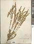 Artemisia tridentata Nutt.