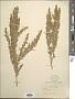 Artemisia tridentata Nutt.