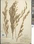 Artemisia tridentata Nutt.