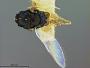 Arthrolytus apatelae