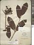 Arthrophyllum sp.