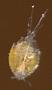 Artotrogidae