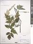 Aruncus sp.