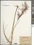 Arundinella sp.