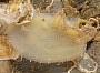 Ascidia sp.