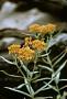 Asclepias tuberosa L.