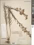 Asclepias verticillata L.